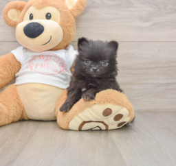 7 week old Pomeranian Puppy For Sale - Windy City Pups