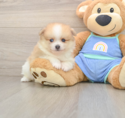 7 week old Pomeranian Puppy For Sale - Windy City Pups