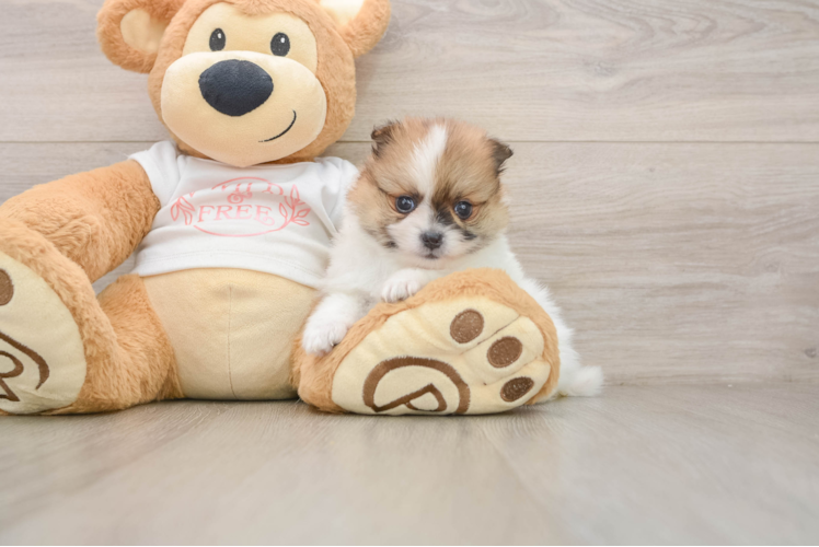 Pomeranian Pup Being Cute