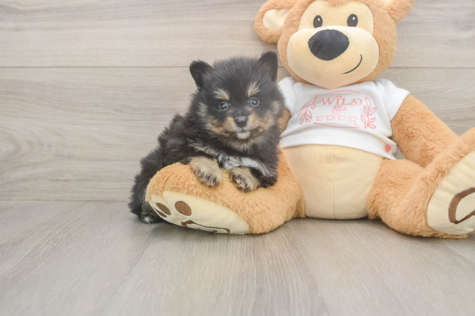 Meet Wayne - our Pomeranian Puppy Photo  2/3 - Windy City Pups Best Pomeranian Baby
