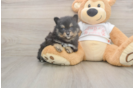 Meet Wayne - our Pomeranian Puppy Photo  2/3 - Windy City Pups Best Pomeranian Baby