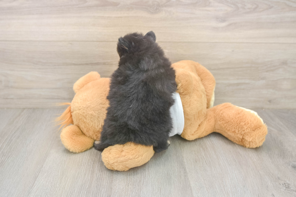 Meet Wayne - our Pomeranian Puppy Photo  3/3 - Windy City Pups Playful Pomeranian Baby