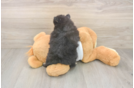 Meet Wayne - our Pomeranian Puppy Photo  3/3 - Windy City Pups Playful Pomeranian Baby