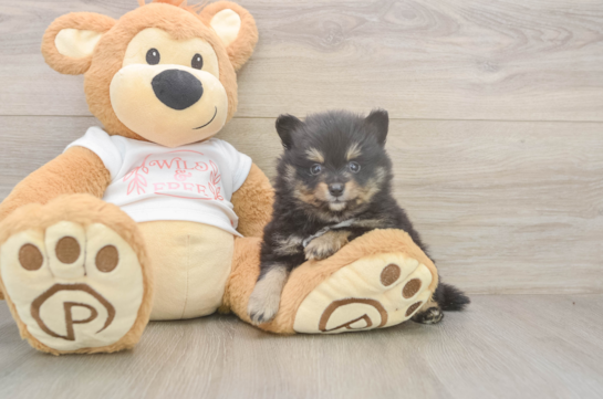6 week old Pomeranian Puppy For Sale - Windy City Pups Pomeranian Pup Being Cute