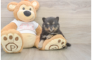 Meet Wayne - our Pomeranian Puppy Photo  1/3 - Windy City Pups Pomeranian Pup Being Cute