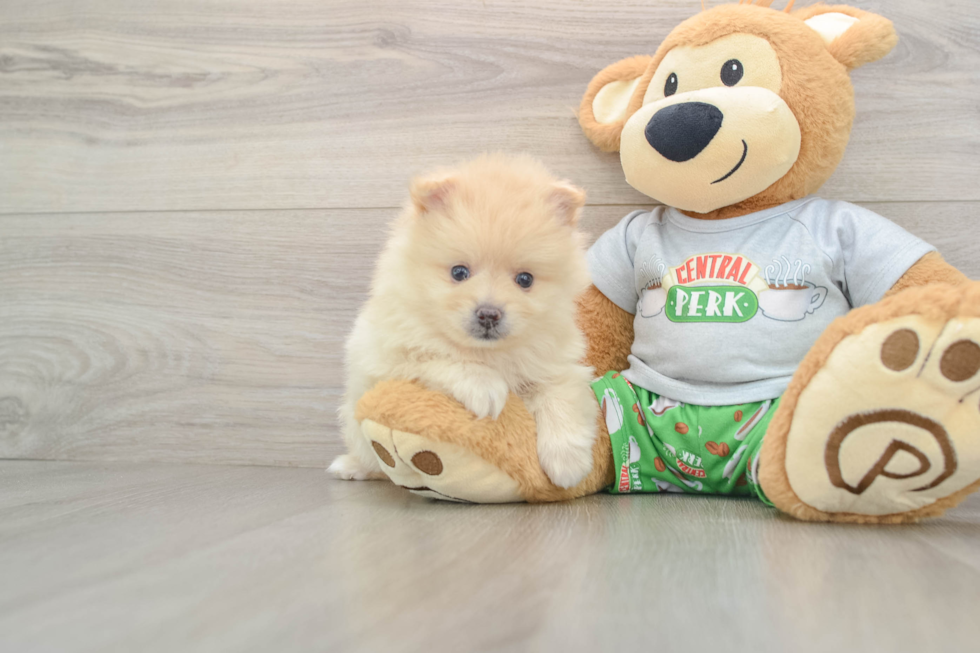 Fluffy Dwarf Spitz Purebred Puppy