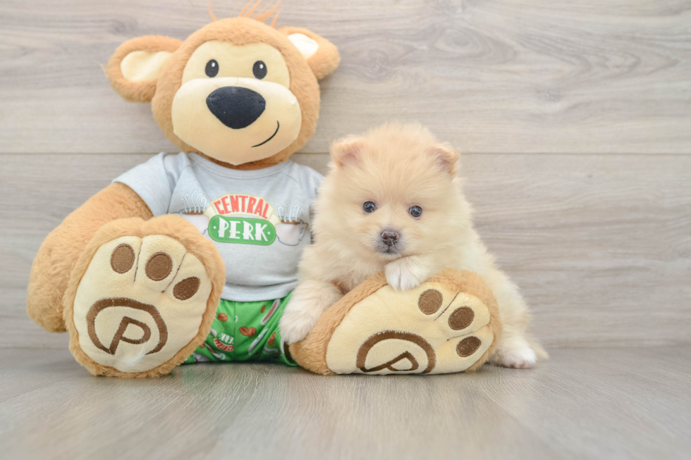 Small Pomeranian Purebred Pup
