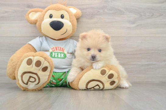 Small Pomeranian Purebred Pup