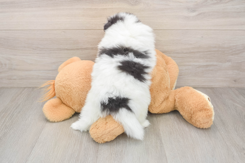 Best Pomeranian Baby