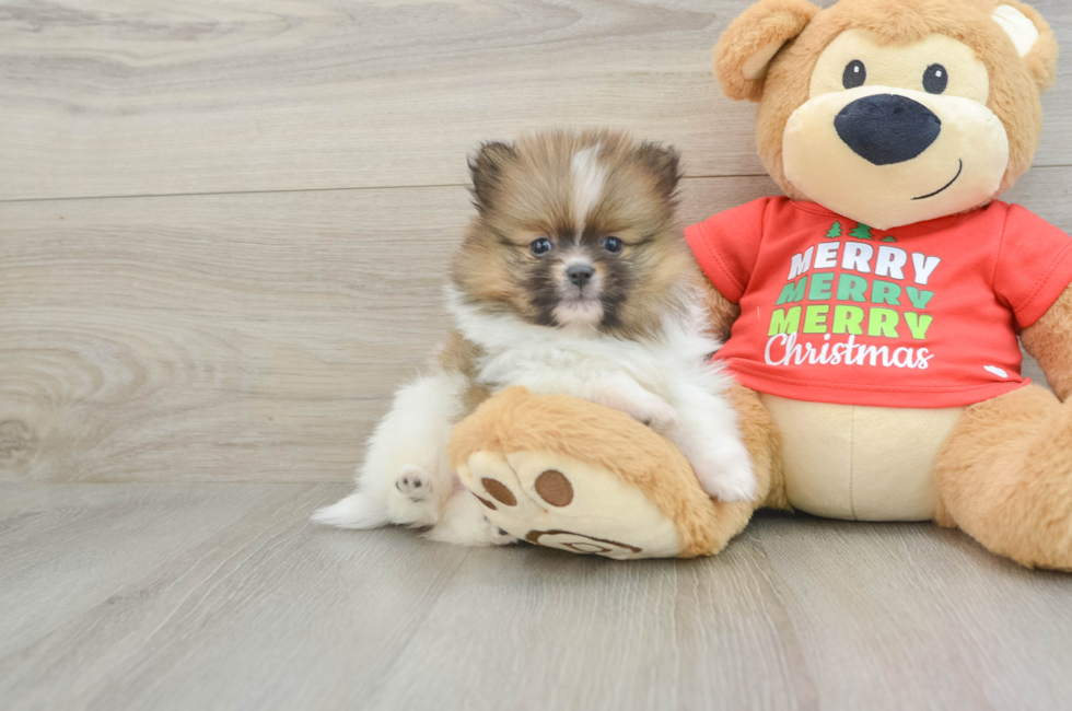 6 week old Pomeranian Puppy For Sale - Windy City Pups