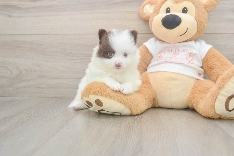 Meet Weston - our Pomeranian Puppy Photo  1/3 - Windy City Pups Cute Deutscher Spitz Purebred Puppy