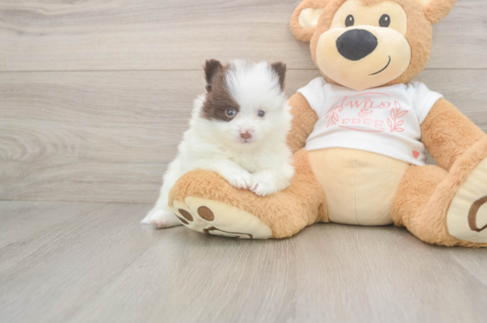 6 week old Pomeranian Puppy For Sale - Windy City Pups Cute Deutscher Spitz Purebred Puppy