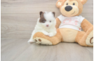 Meet Weston - our Pomeranian Puppy Photo  1/3 - Windy City Pups Cute Deutscher Spitz Purebred Puppy