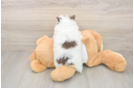 Meet Weston - our Pomeranian Puppy Photo  3/3 - Windy City Pups Petite Dwarf Spitz Purebred Puppy