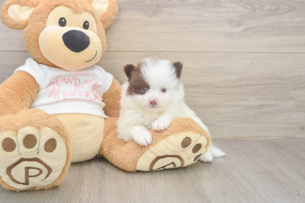 Meet Weston - our Pomeranian Puppy Photo  2/3 - Windy City Pups Best Pomeranian Baby