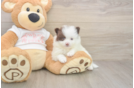 Meet Weston - our Pomeranian Puppy Photo  2/3 - Windy City Pups Best Pomeranian Baby