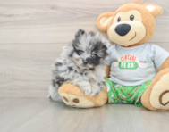 8 week old Pomeranian Puppy For Sale - Windy City Pups