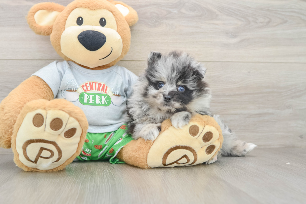 Friendly Pomeranian Purebred Pup