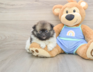 8 week old Pomeranian Puppy For Sale - Windy City Pups