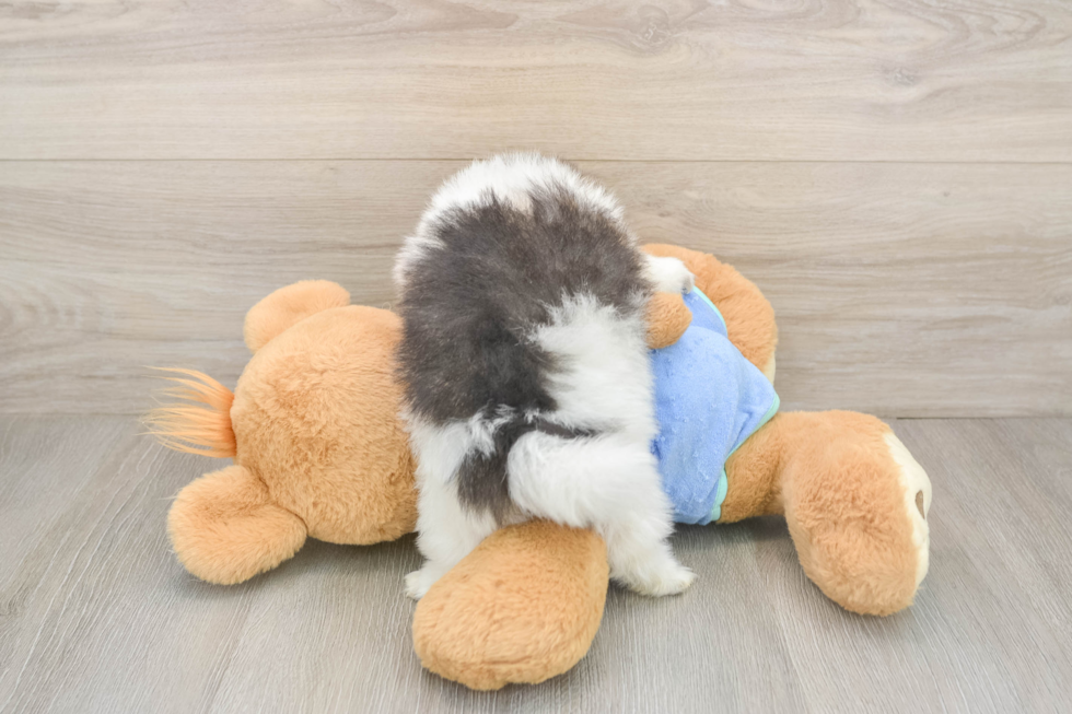 Akc Registered Pomeranian Purebred Pup