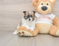 8 week old Pomeranian Puppy For Sale - Windy City Pups