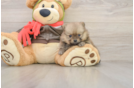 Popular Pomeranian Purebred Pup