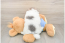 Funny Pomeranian Baby