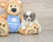 8 week old Pomeranian Puppy For Sale - Windy City Pups