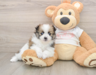 8 week old Pomeranian Puppy For Sale - Windy City Pups