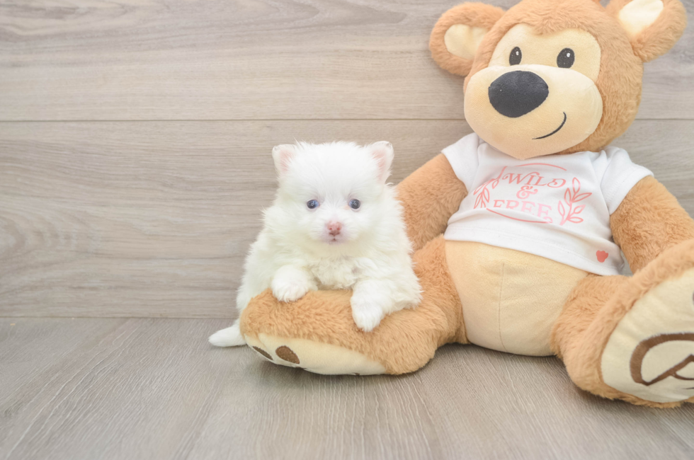 6 week old Pomeranian Puppy For Sale - Windy City Pups
