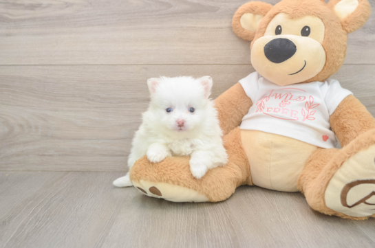 6 week old Pomeranian Puppy For Sale - Windy City Pups Adorable Loulou Purebred Puppy