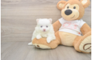 Meet Whoopi - our Pomeranian Puppy Photo  1/3 - Windy City Pups Adorable Loulou Purebred Puppy