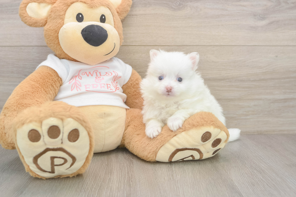 Meet Whoopi - our Pomeranian Puppy Photo  2/3 - Windy City Pups Pomeranian Puppy for Adoption