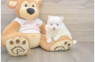 Meet Whoopi - our Pomeranian Puppy Photo  2/3 - Windy City Pups Pomeranian Puppy for Adoption