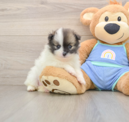 8 week old Pomeranian Puppy For Sale - Windy City Pups