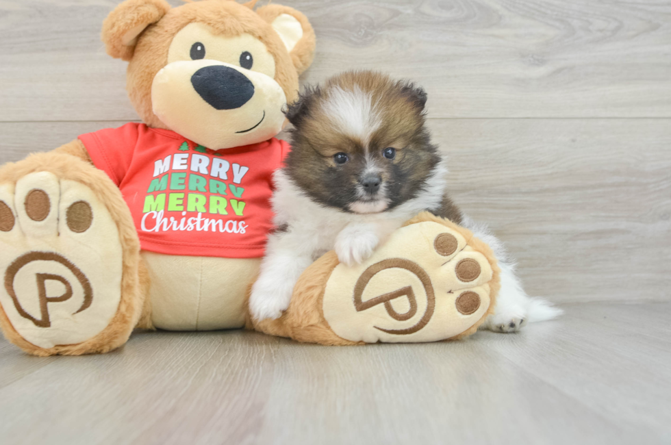 6 week old Pomeranian Puppy For Sale - Windy City Pups