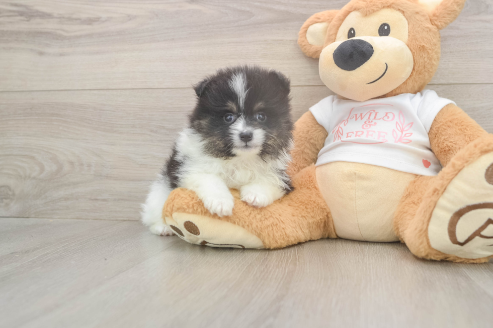 Meet Wyatt - our Pomeranian Puppy Photo  1/3 - Windy City Pups Popular Pomeranian Purebred Pup