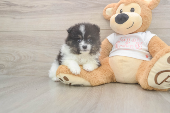 6 week old Pomeranian Puppy For Sale - Windy City Pups Popular Pomeranian Purebred Pup