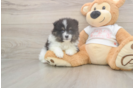 Meet Wyatt - our Pomeranian Puppy Photo  1/3 - Windy City Pups Popular Pomeranian Purebred Pup