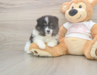 6 week old Pomeranian Puppy For Sale - Windy City Pups 6 week old Pomeranian Puppy For Sale - Windy City Pups