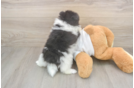Meet Wyatt - our Pomeranian Puppy Photo  3/3 - Windy City Pups Best Pomeranian Baby