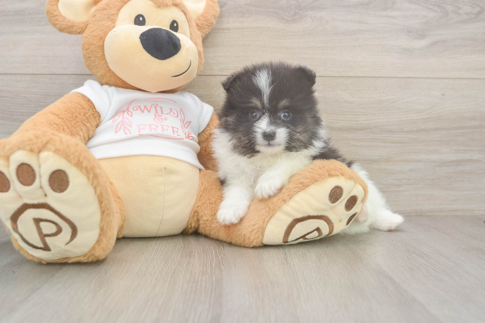 Meet Wyatt - our Pomeranian Puppy Photo  2/3 - Windy City Pups Akc Registered Pomeranian Baby