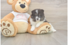 Meet Wyatt - our Pomeranian Puppy Photo  2/3 - Windy City Pups Akc Registered Pomeranian Baby