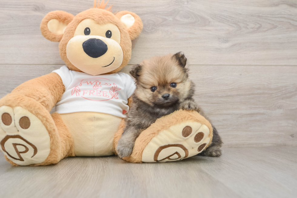 Hypoallergenic Pomeranian Baby