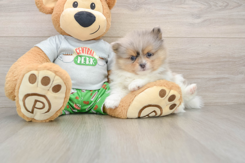 Cute Dwarf Spitz Purebred Puppy