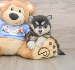 7 week old Pomsky Puppy For Sale - Windy City Pups
