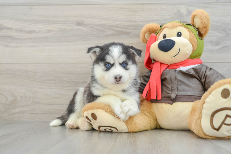 Small Pomsky Baby