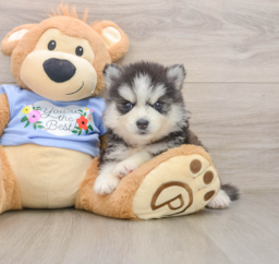 7 week old Pomsky Puppy For Sale - Windy City Pups