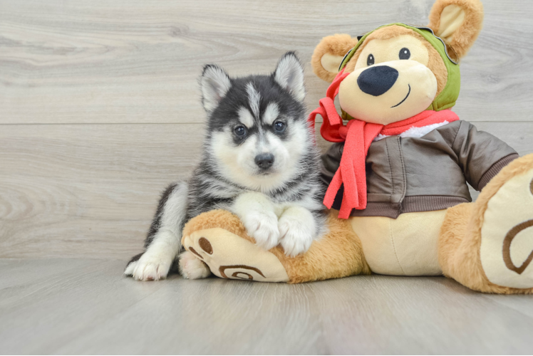 Pomsky Puppy for Adoption