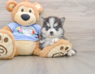 8 week old Pomsky Puppy For Sale - Windy City Pups